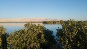 جنگلهای حرا عسلویه